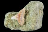 Mako Shark Tooth Fossil On Sandstone - Bakersfield, CA #68988-1